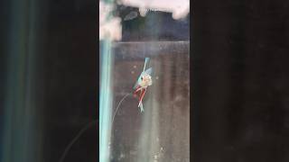 Betta fish life transformation 🙀🙀 shorts bettafish breeding [upl. by Noella]