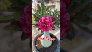 New Adenium plant starts flowering [upl. by Kieran]