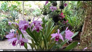 CATTLEYA LAELIA PURPURATA V SCHUSTERIANA ORCHID GARDEN AUSTRALIA [upl. by Aihsemot]