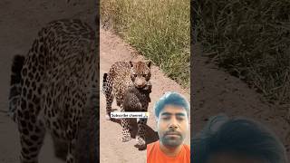 wildlife africanleopard animals leopard leapard safari leopardstown lioncubs shortvideo [upl. by Gesner]