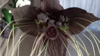 mostrando nossa flor morcego 🦇 TACCA CHANTRIERI [upl. by Eimerej]