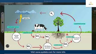 Microorganisms  Nitrogen Cycle [upl. by Adriel813]