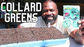 Planting Seeds For Beginners  Collards Greens [upl. by Cleveland988]