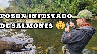 RÍO PLAGADO DE SALMONES CHINOOK 😱👑 EL SEÑUELO MILAGROSO LO HIZO OTRA VEZ 🔥 es letal 👌 [upl. by Tunnell182]