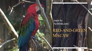 RedandGreen Macaw  GreenWinged Macaw Ara Chloropterus [upl. by Gleda]