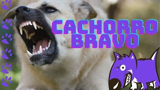 Cachorro bravo [upl. by Nnahoj]