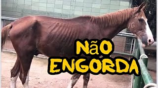 CAVALO NÃO ENGORDA  Solução nesse vídeo [upl. by Sturrock920]