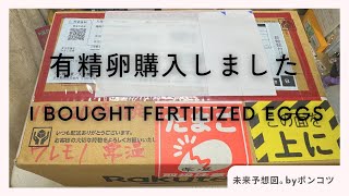 有精卵購入（烏骨鶏、アローカナ） Purchasing fertilized eggs Squirrel chicken Araucana [upl. by Noedig]