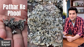 Pathar Ke Phool Kya Hota hai  Dagad Phool Kalpasi Stone Flower  Kunal Kapur Recipes Uttarakhand [upl. by Woodring]