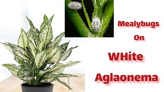 Getting rid of mealybugs on White Aglaonema [upl. by Khichabia]