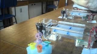 DNA Electrophoresis gel loading and staining [upl. by Webber585]