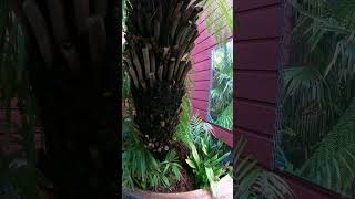 How to protect a Tree fern for Winter palmtrees [upl. by Asiruam]