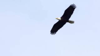 Bald Eagle Soaring [upl. by Millan]