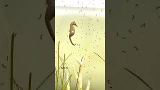 Seahorse Dad Giving Birth  aquarium 4k seahorse fish best like [upl. by Photima540]