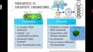 Prokaryotic vs Eukaryotic Chromosomes 2016 IB Biology [upl. by Golter426]