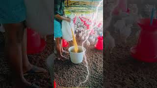 🐥🐥Koli pannai shortvideo myfarminglifeandme 🫰 [upl. by Acherman]