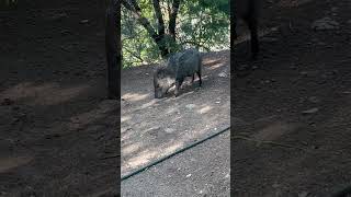 Javelinas and Chickens grateful soulhealing abundant happytrails blessed loved thankful [upl. by Cordy]