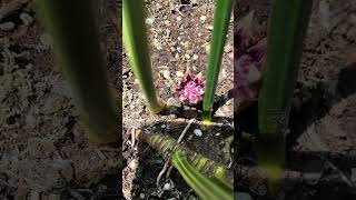 Flowering Cast Iron Plant Aspidistra elatior houseplants blooming [upl. by Sinnej]