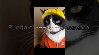 cat yo he peliado con cocodrilos [upl. by Thisbe]