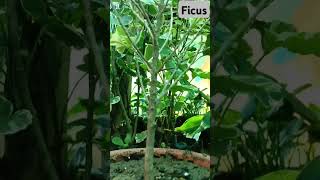 Ficus Veriegeted FicusTriangularis DBPlantsVlog [upl. by Antipas267]