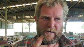 Weighing and shearing hoggets had to redesign the sheep yards [upl. by Lednor]