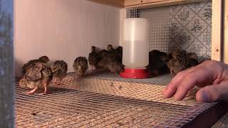 Coturnix quail  chicks move to the grow out pen [upl. by Oina227]