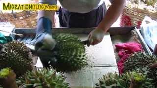 Bangkok Dangerous Cutting a Durian at Dao Kanong ดาวคะนอง [upl. by Anilemrac982]