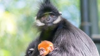 Baby Redhead Monkey Meets Family at the San Diego Zoo [upl. by Eniamahs949]