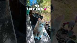 Cute and funny ❤️✨cuteanimals youtubeshorts shorts cutecat [upl. by Bohaty995]