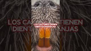 Los CASTORES tienen DIENTES NARANJAS 🤯🦫🦷 CURIOSIDADES INTERESTING BEAUTIFUL HUMOR [upl. by Willock]