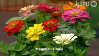 Trisha plants zinnias Central Texas Gardener [upl. by Eceeryt18]