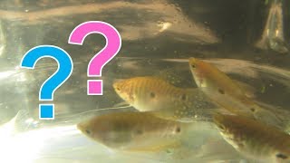 How To Tell Male and Female Gouramis Apart for Blue Gold Three Spot and Opaline Gouramis [upl. by Yanat]