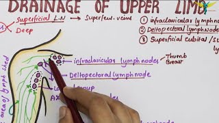 Lymphatic Drainage of Upper Limb  Lymph Vessels amp Lymph Nodes [upl. by Dov444]