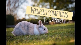 Vergesellschaftung von Kaninchen I Tipps Infos und Fehler [upl. by Damales]