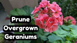 How to Prune Overgrown Geraniums amp Take Cuttings The Easy Way 🌸🌱 Pelargonium Propagation [upl. by Magavern]