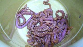 Insane Purple Snakes in My Reptile Room [upl. by Nilat87]