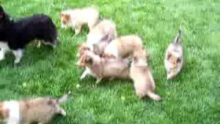 Cute Baby puppy AKC Sheltie Shetland Sheepdog 5 Ch [upl. by Casanova]