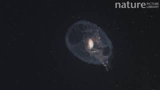 Pram bug Phronima swimming MidAtlantic Ridge Deep sea species [upl. by Selhorst140]