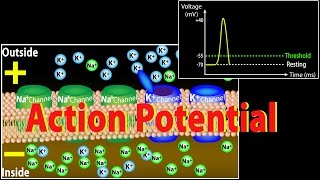 Action Potential in Neurons Animation [upl. by Lrad921]