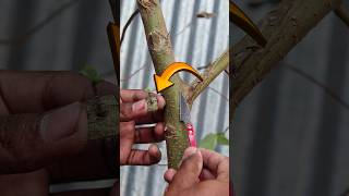 Grafting techniques for plants shorts shortsfeed shortsvideo [upl. by Darcee526]