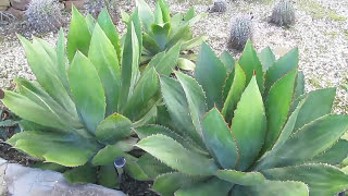 Plant Traveller AGAVE GALLERY Agave bovicornuta [upl. by Anaujd]