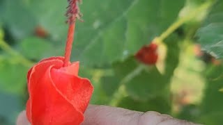 Munching on Turks Cap hibiscus [upl. by Gervais]