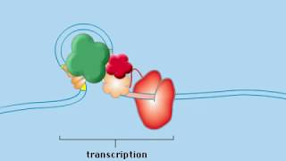 Operon Concept Animation [upl. by Nylkaj441]