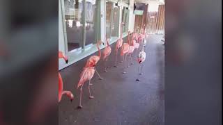 Florida theme park flamingos take shelter from Irma [upl. by Refiffej]