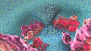 Flavivirus membrane fusion scientific animation [upl. by Ingmar]