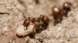 RAID DE FOURMIS ESCLAVAGISTES [upl. by Fulviah382]