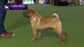 Chinese SharPei  Breed Judging 2023 [upl. by Sneed]