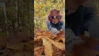 A mink in leaves autumn fall nature quads quadrobics therian therianthropy kitfox [upl. by Skyler]