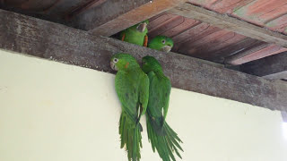 MARITACAS ALIMENTANDO FILHOTES E FAZENDO ALGAZARRA NA CASA NESTOR LOPES [upl. by Yenial767]