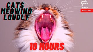 Cats Meowing Loudly 10 hours compilation [upl. by Qiratla239]